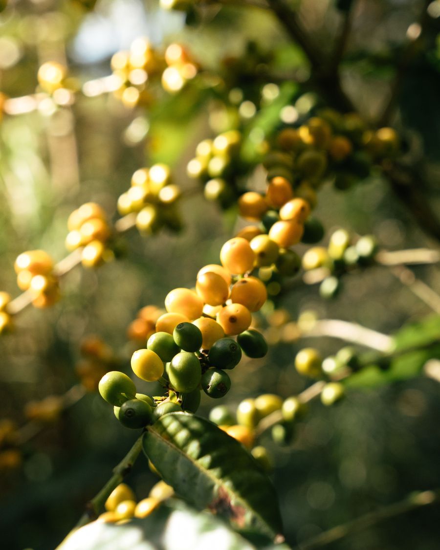 Cerejas de café maduras sendo colhidas no pé